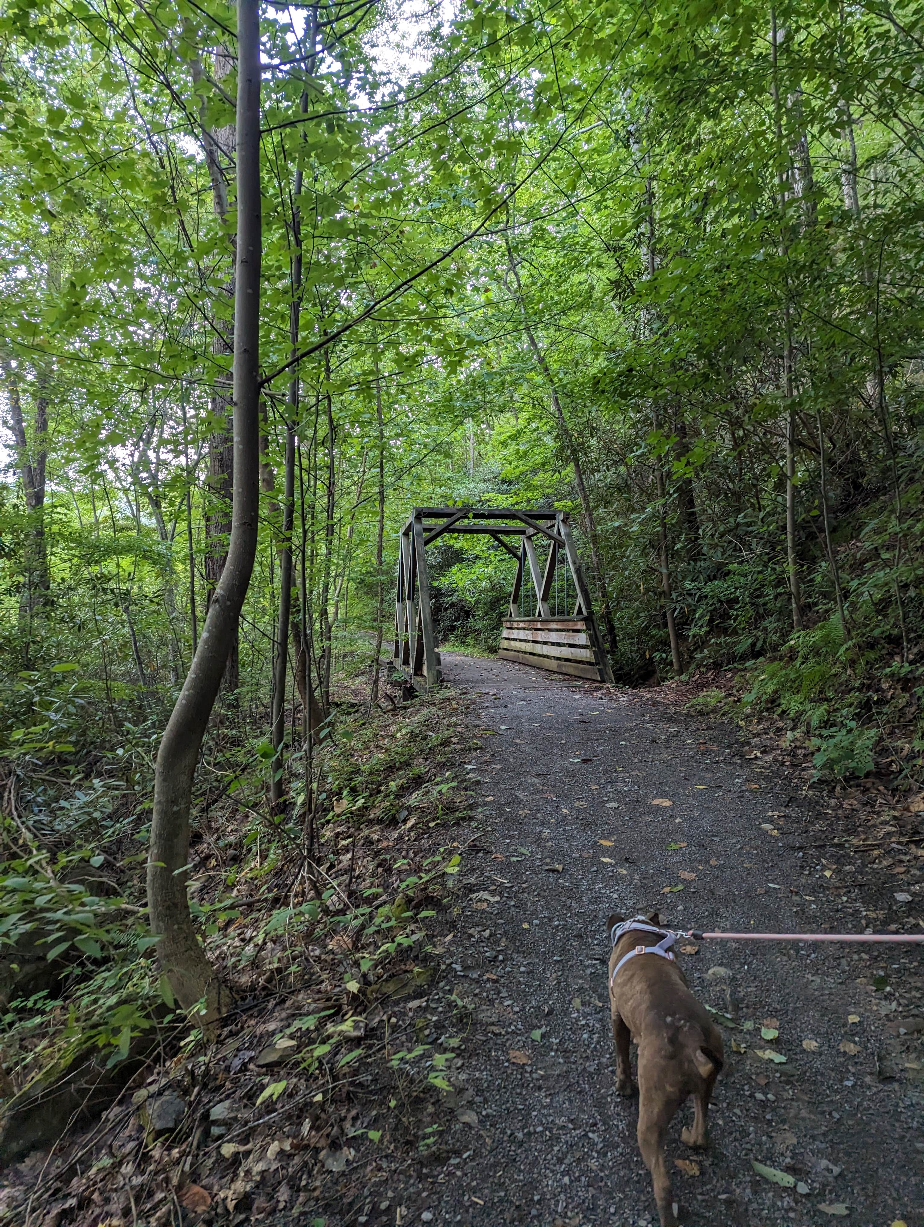 Nate B.'s photo of camping with pets at Thunder Rock Campground near Etowah, TN