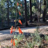 Review photo of Spencer Canyon Campground by Audrey R., October 30, 2018