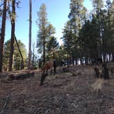 Review photo of Black Canyon Rim Campground (apache-sitgreaves National Forest, Az) by Audrey R., October 30, 2018