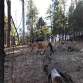 Review photo of Black Canyon Rim Campground (apache-sitgreaves National Forest, Az) by Audrey R., October 30, 2018