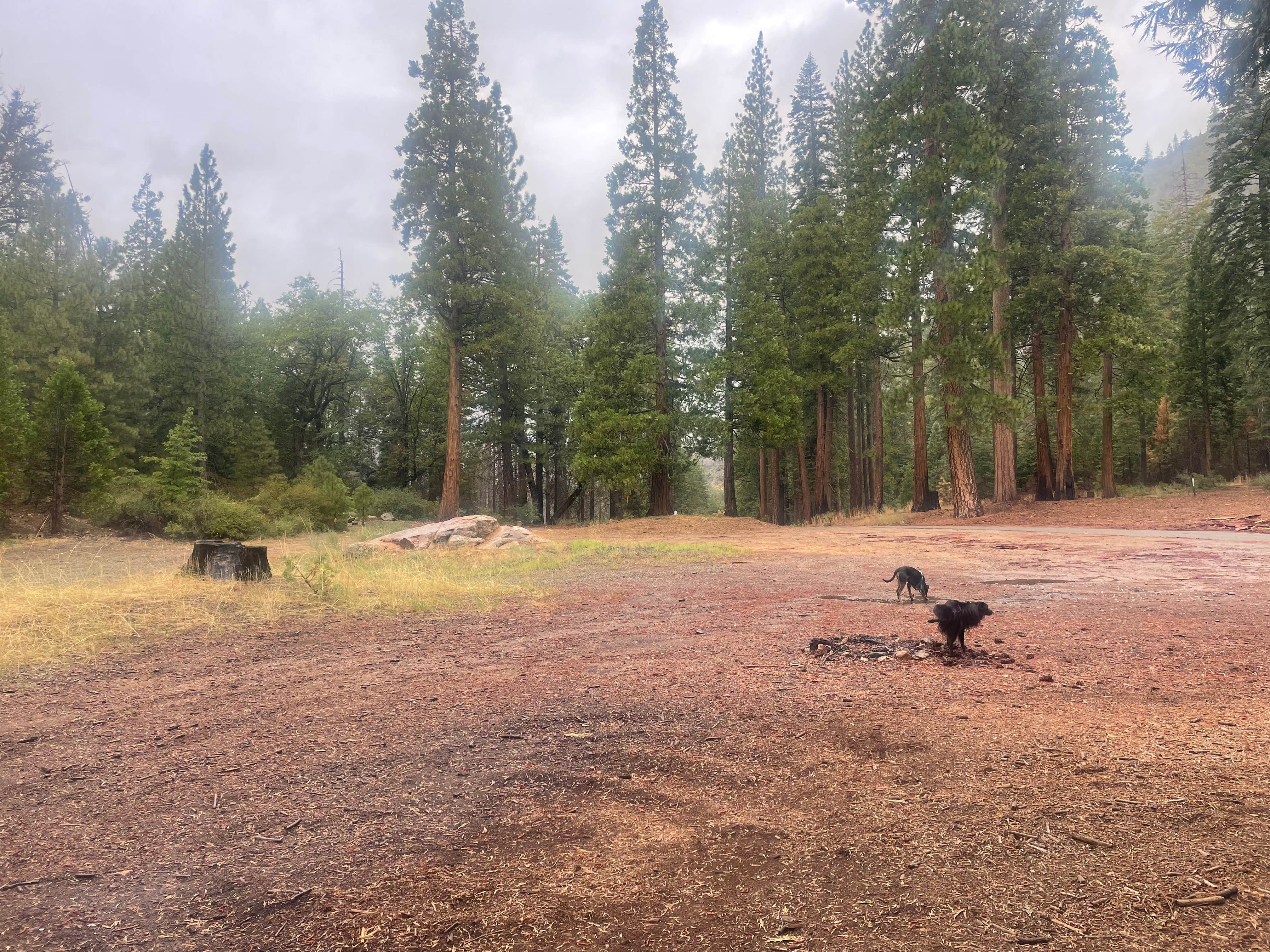 Camper submitted image from USFS Silver Fork Dispersed - 5