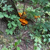 Review photo of Watkins Glen State Park Campground by Sara B., September 2, 2023