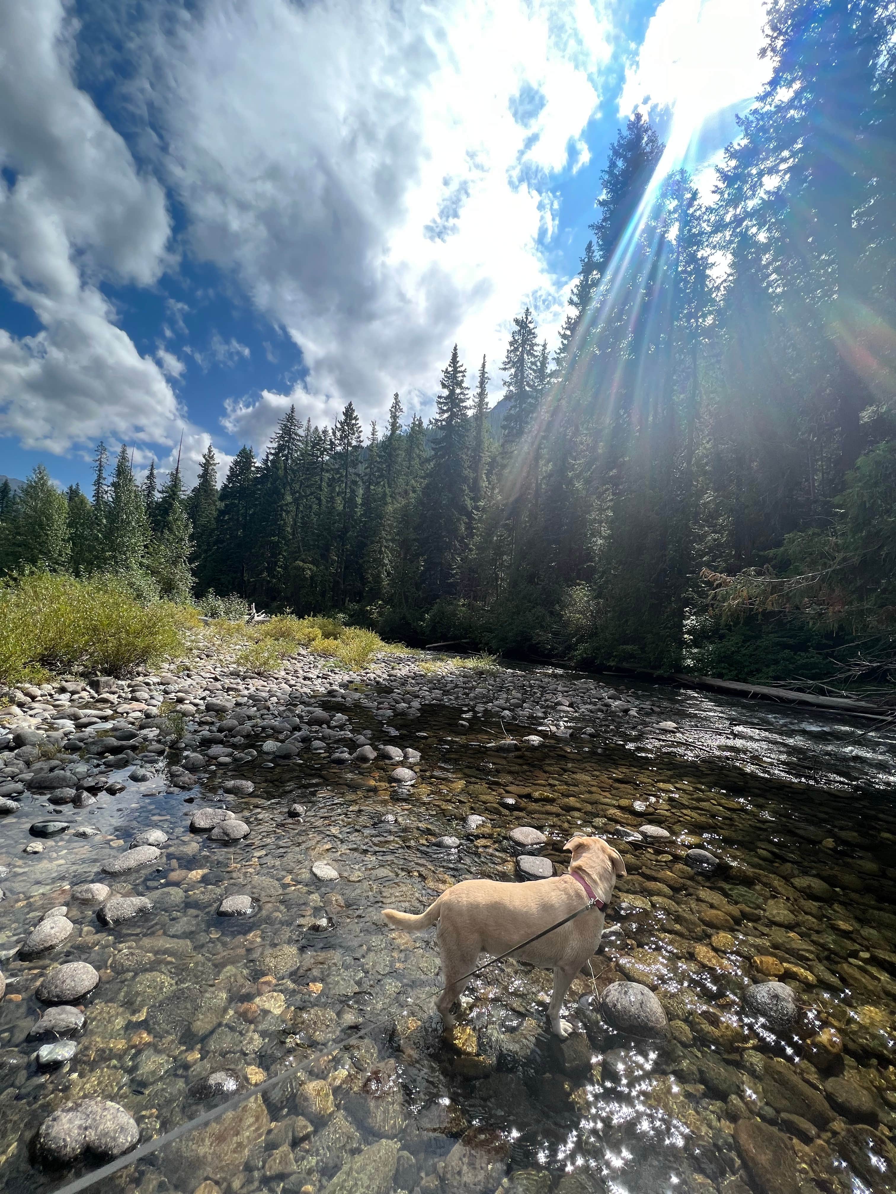 Katelyn D.'s photo of camping with pets at Ida Creek Campground near Okanogan-Wenatchee National Forest