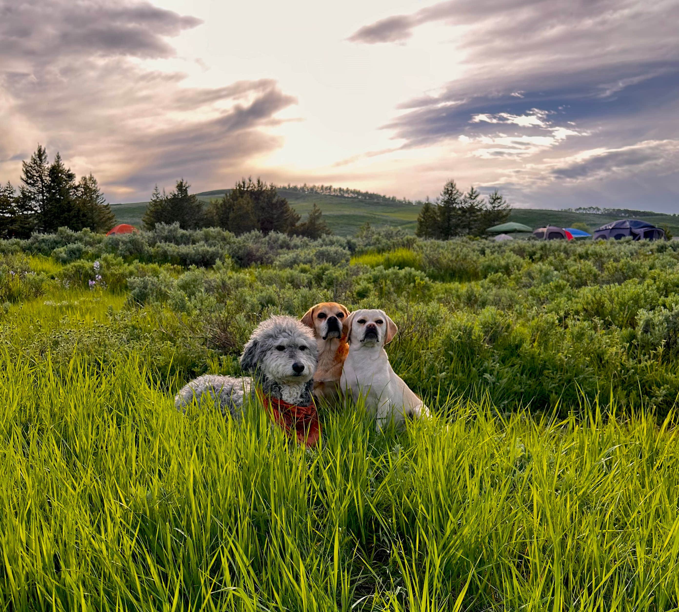 Cortlan S.'s photo of camping with pets at Strawberry Bay near Helper, UT