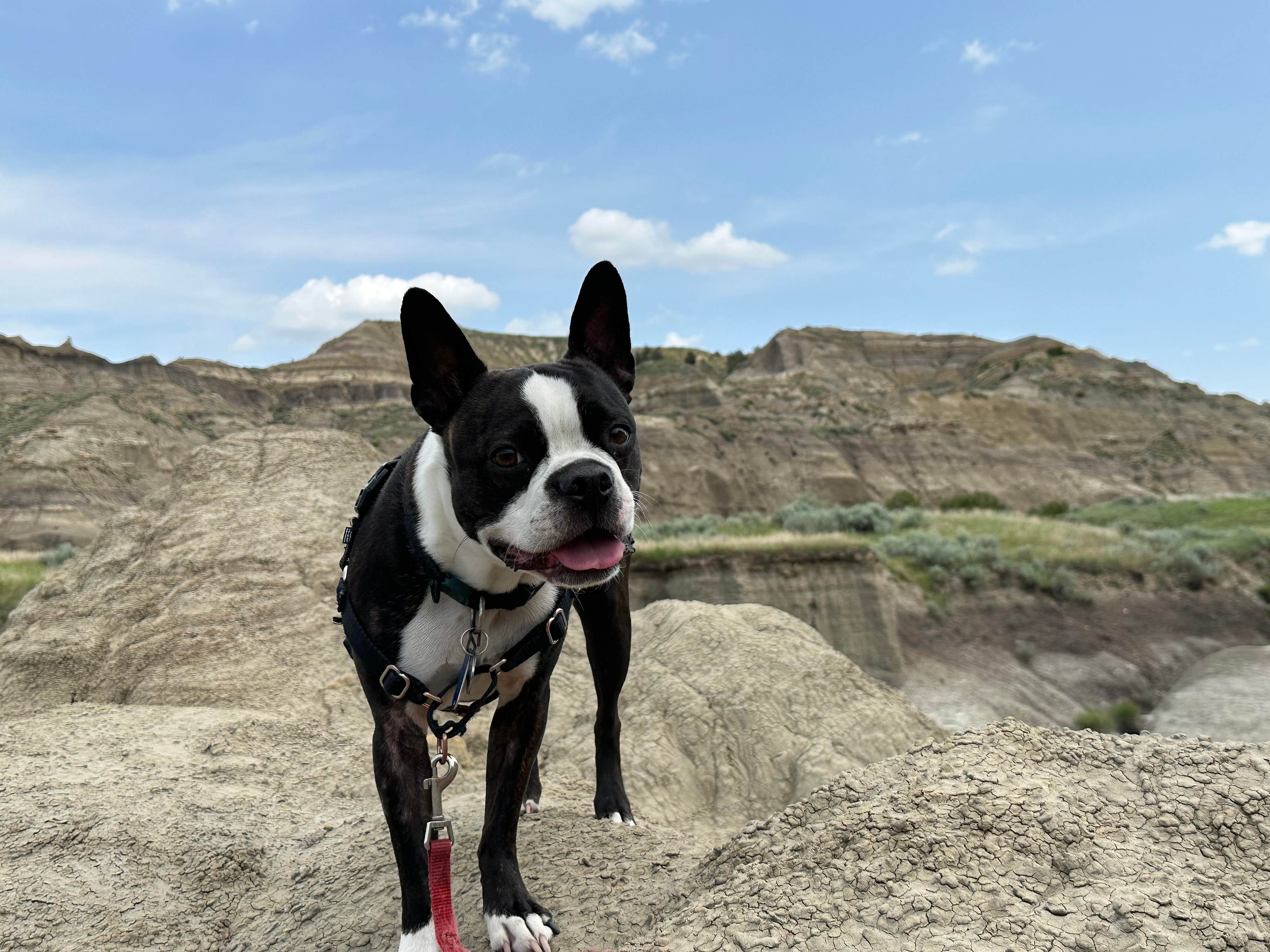 Doug L.'s photo of camping with pets at Makoshika State Park Campground in Montana