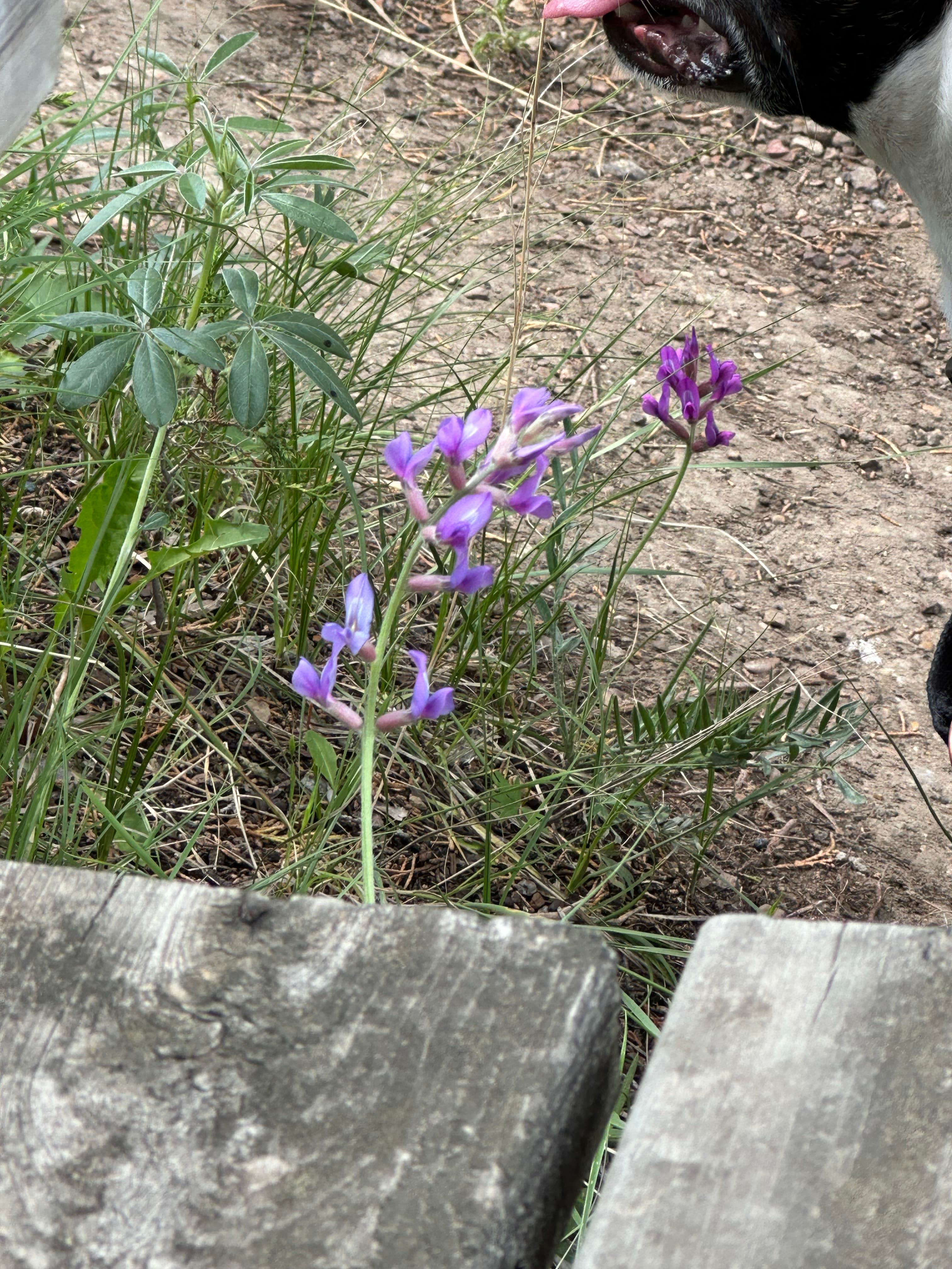 Doug L.'s photo of camping with pets at Makoshika State Park Campground near Glendive, MT