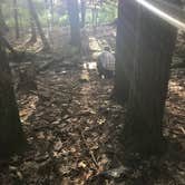 Review photo of Fort Dummer State Park Campground by Audrey R., October 30, 2018