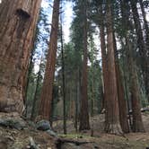 Review photo of Buckeye Flat Campground — Sequoia National Park by Sam M., October 30, 2018