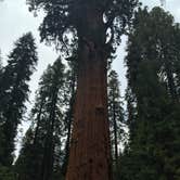 Review photo of Buckeye Flat Campground — Sequoia National Park by Sam M., October 30, 2018