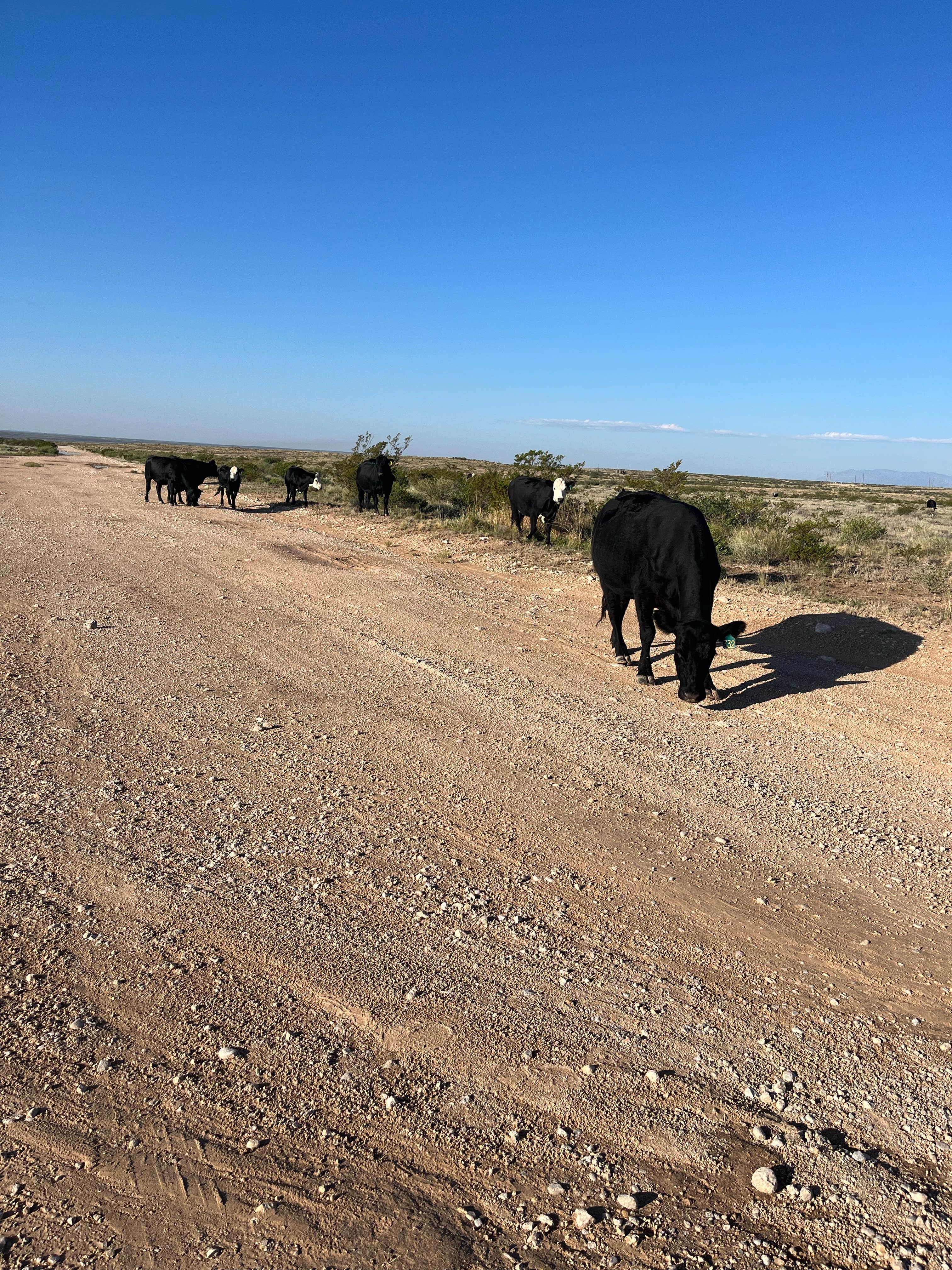 Camper submitted image from Carlsbad Caverns Dispersed - 5