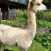 Review photo of Kellogg's Alpacas by Jennifer K., September 4, 2023