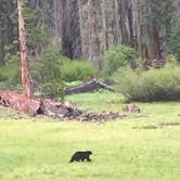 Review photo of Buckeye Flat Campground — Sequoia National Park by Sam M., October 30, 2018