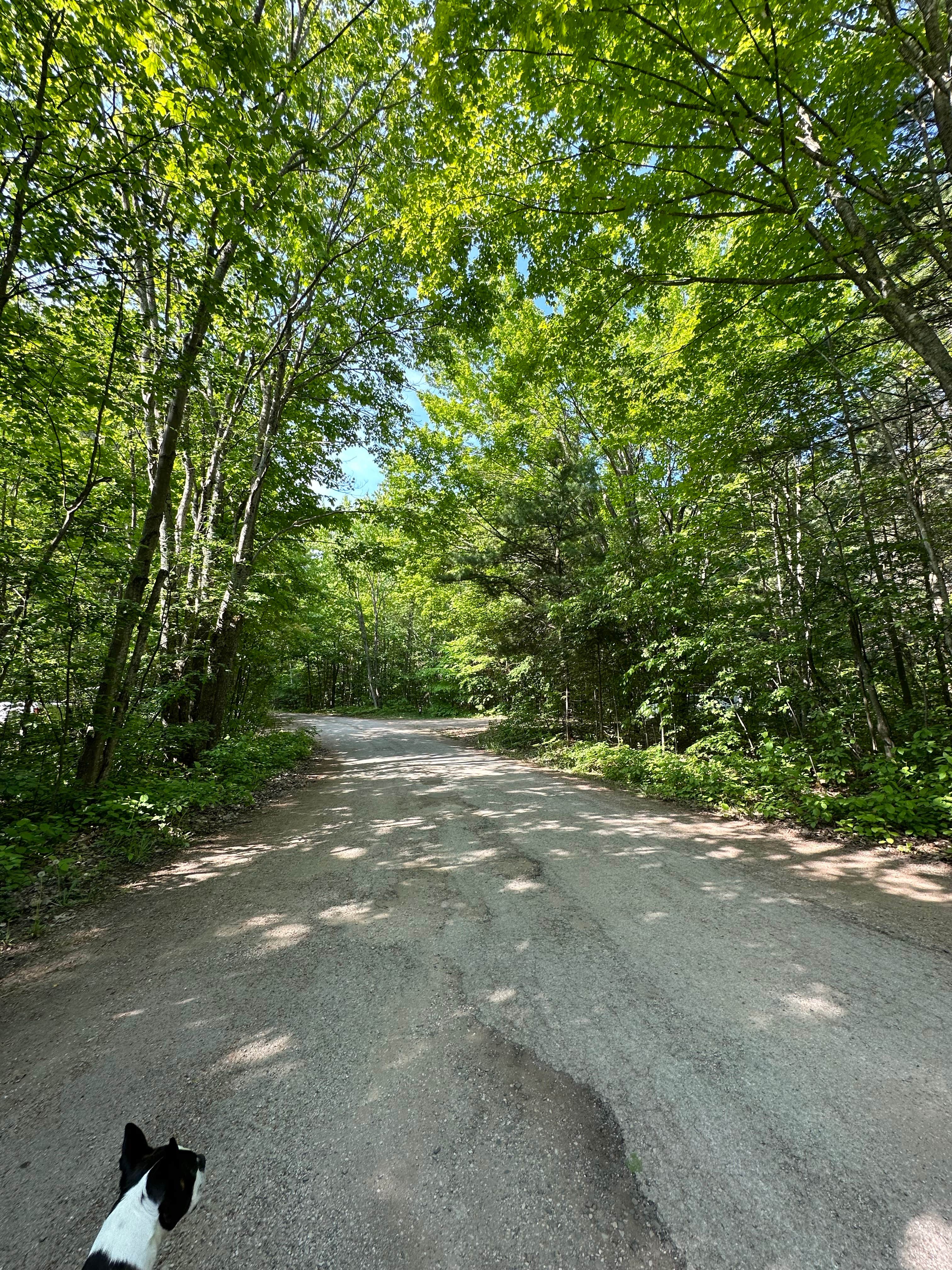 Doug L.'s photo of camping with pets at Bay Furnace Campground near Gwinn, MI