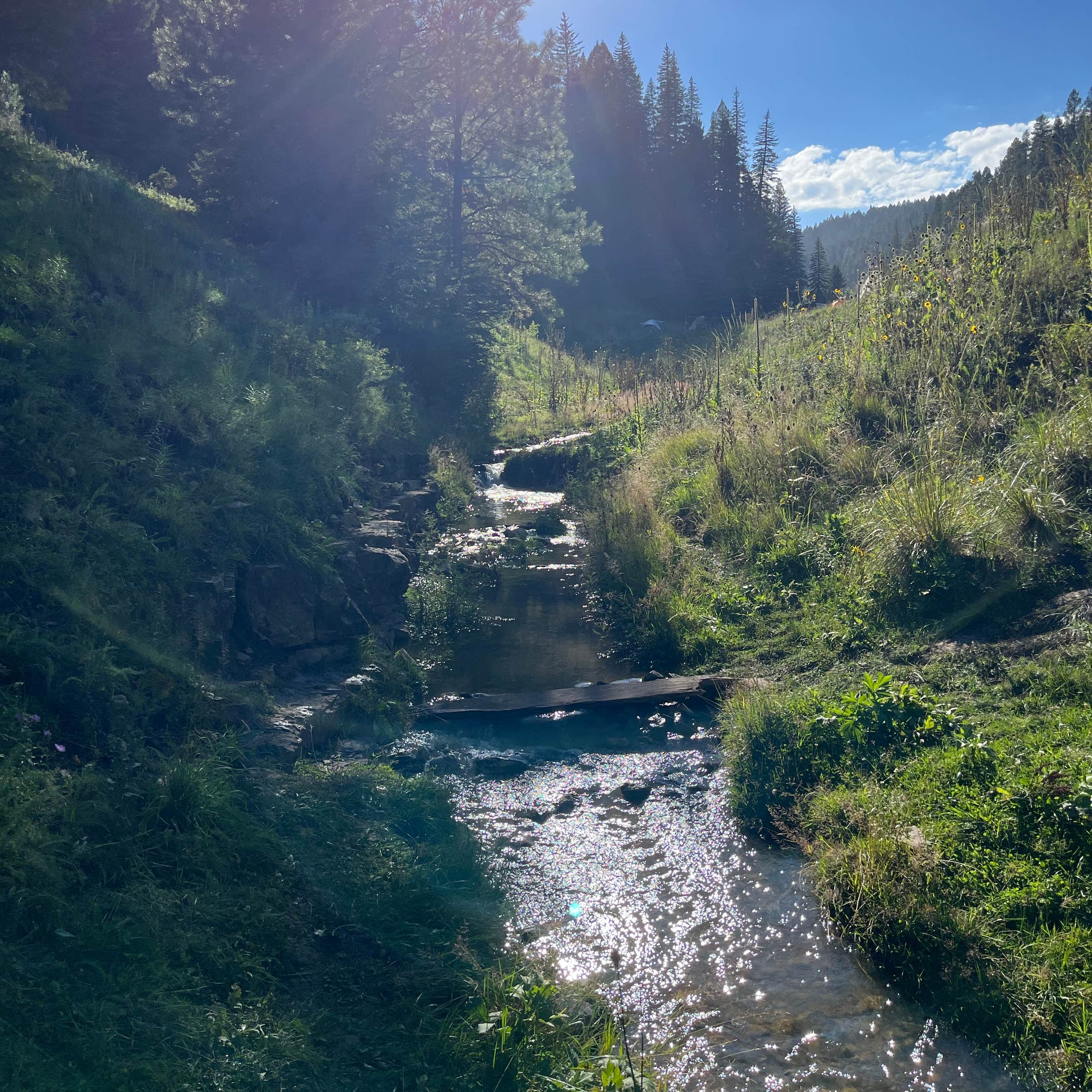 Bluff Springs Dispersed Camping Cloudcroft, NM