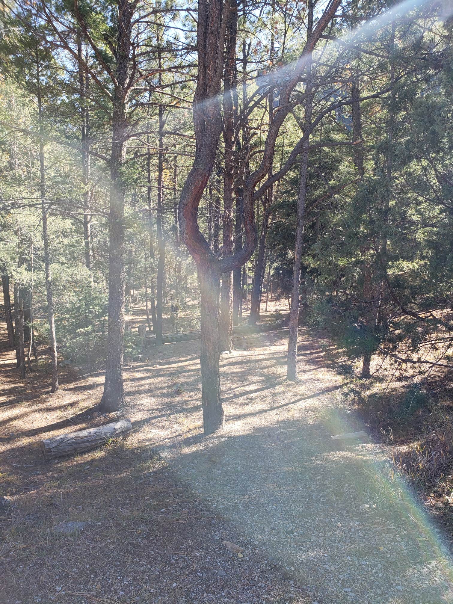 Camper-submitted photo at Columbine Campground (NM) near Arroyo Seco, NM