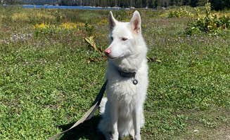 kaela L.'s photo of camping with pets at Plasses Resort near South Lake Tahoe, CA