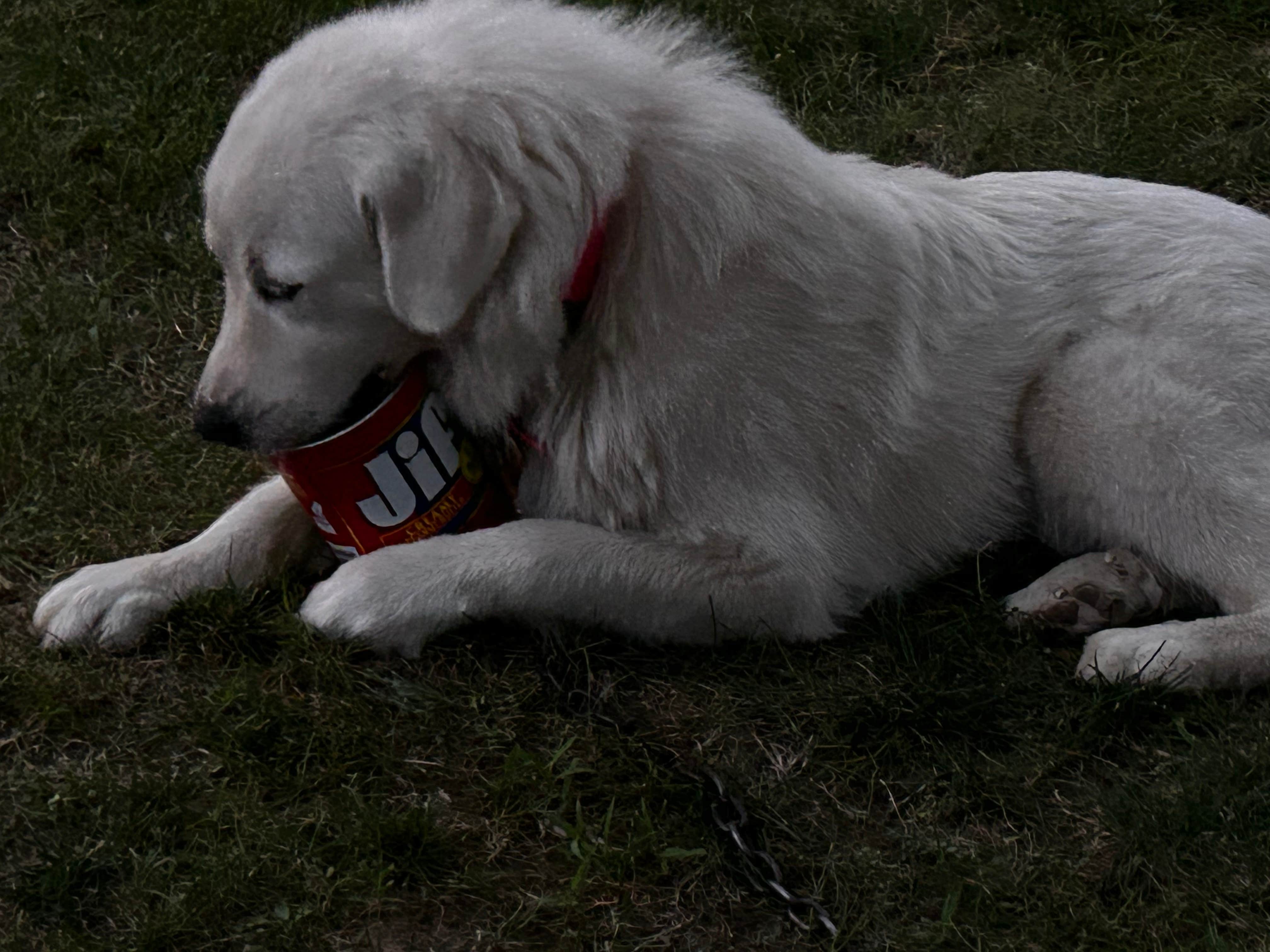 Bobbie C.'s photo of camping with pets at Arrow Rock State Historic Site Campground — Arrow Rock State Historic Site near New Franklin, MO