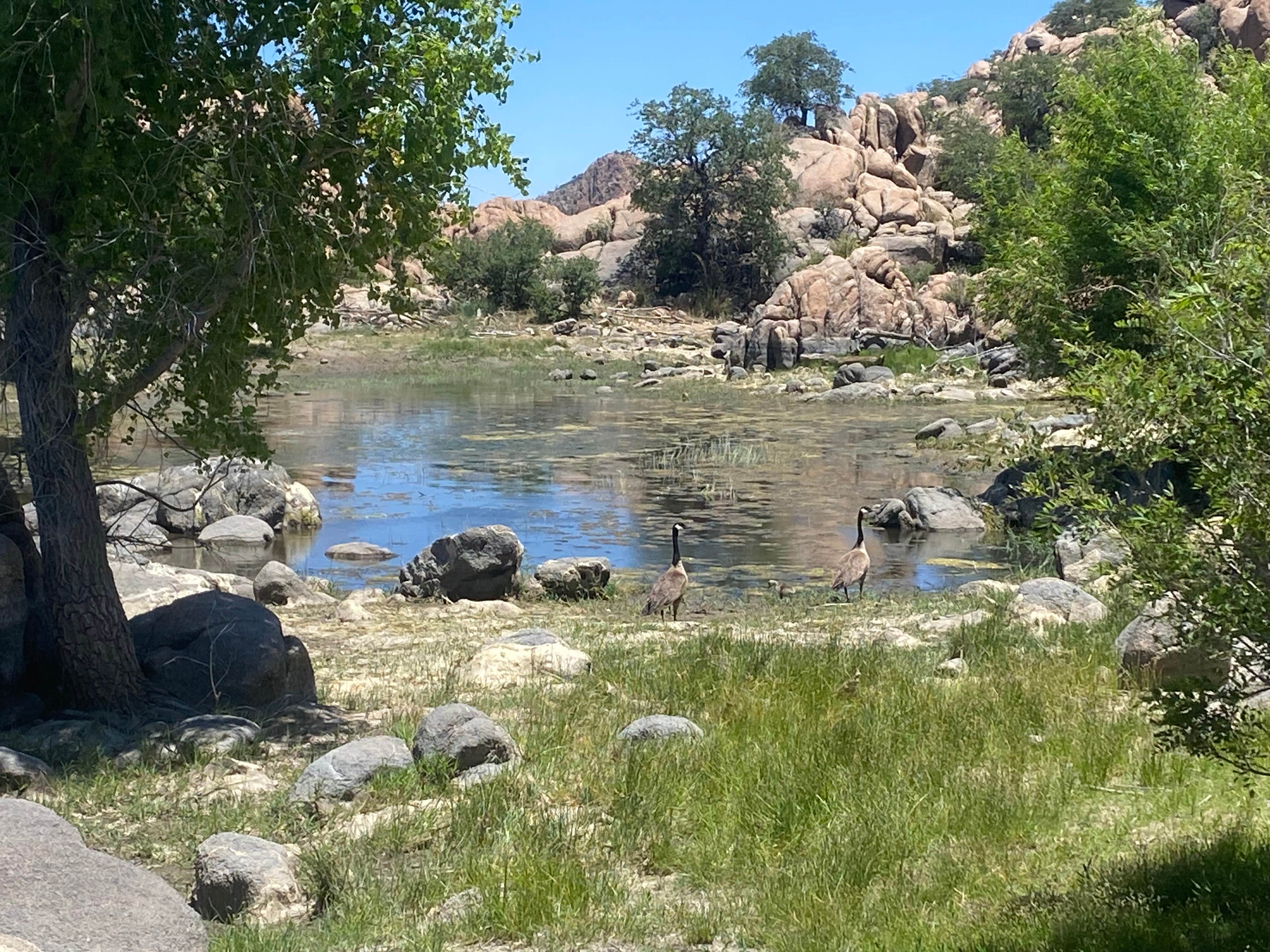 Monte W.'s photo of a dispersed camping area at Senator Hwy Dispersed Camp Site near Yarnell, AZ