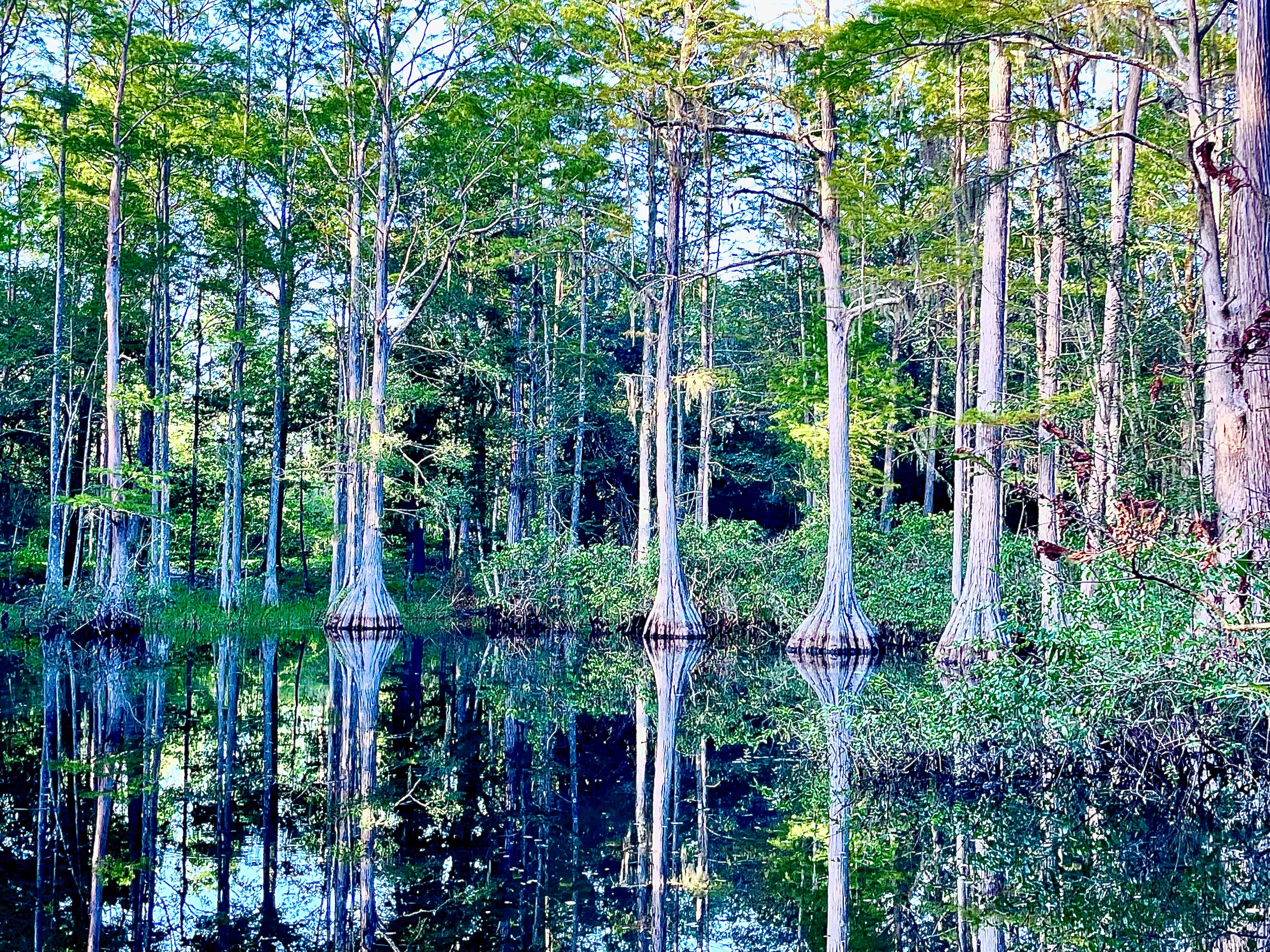 Camper-submitted photo at Hidden Cypress Farm LLC near Paradise Acres, GA