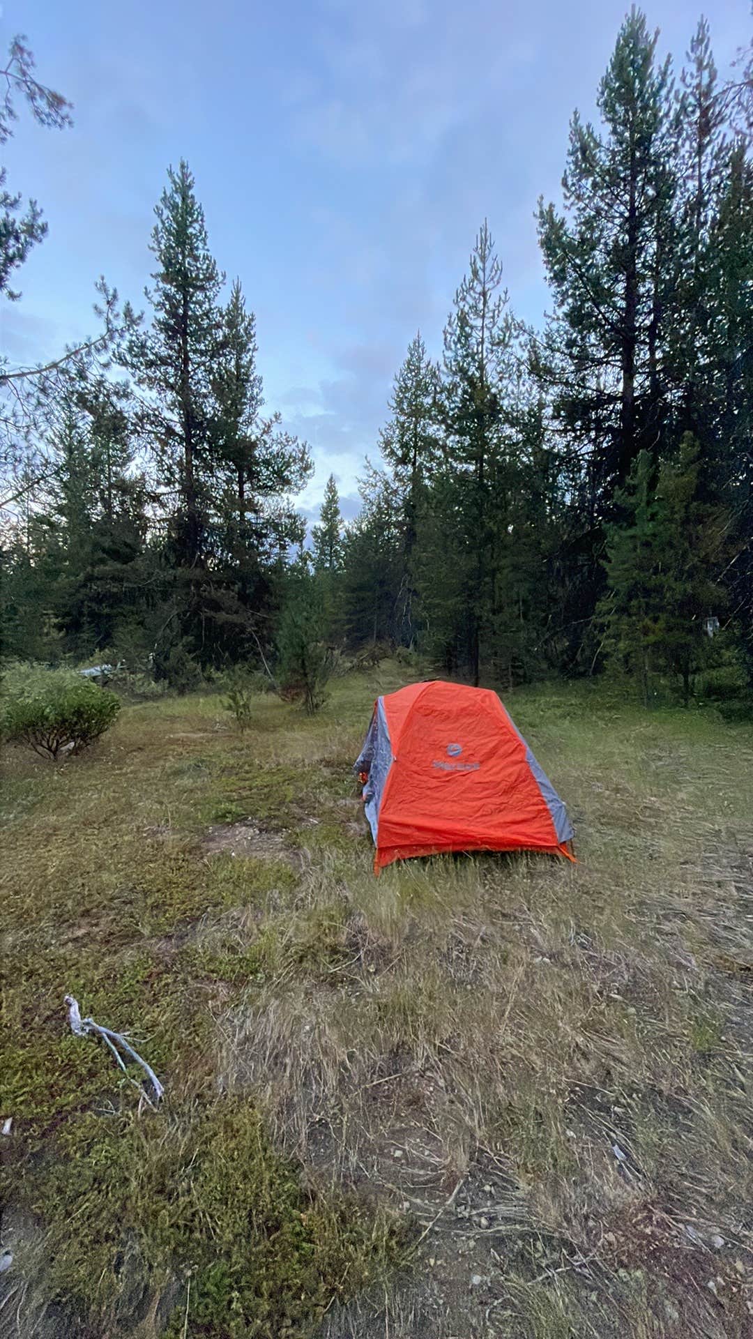 Allison C.'s photo at Thielson Forest Camp near Clearwater, OR