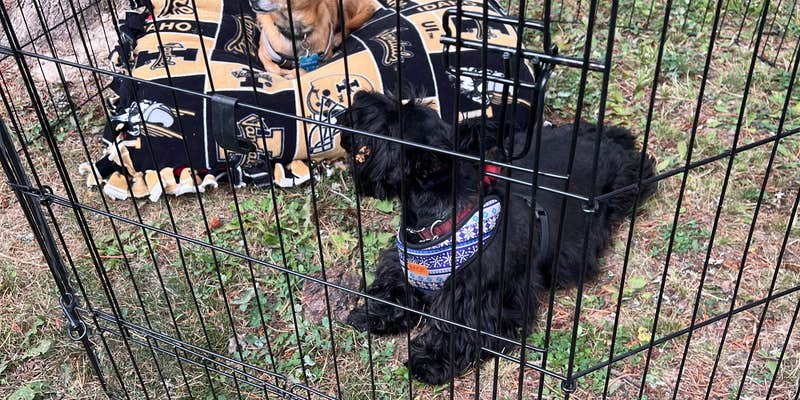 Camper submitted image from Pines RV Park