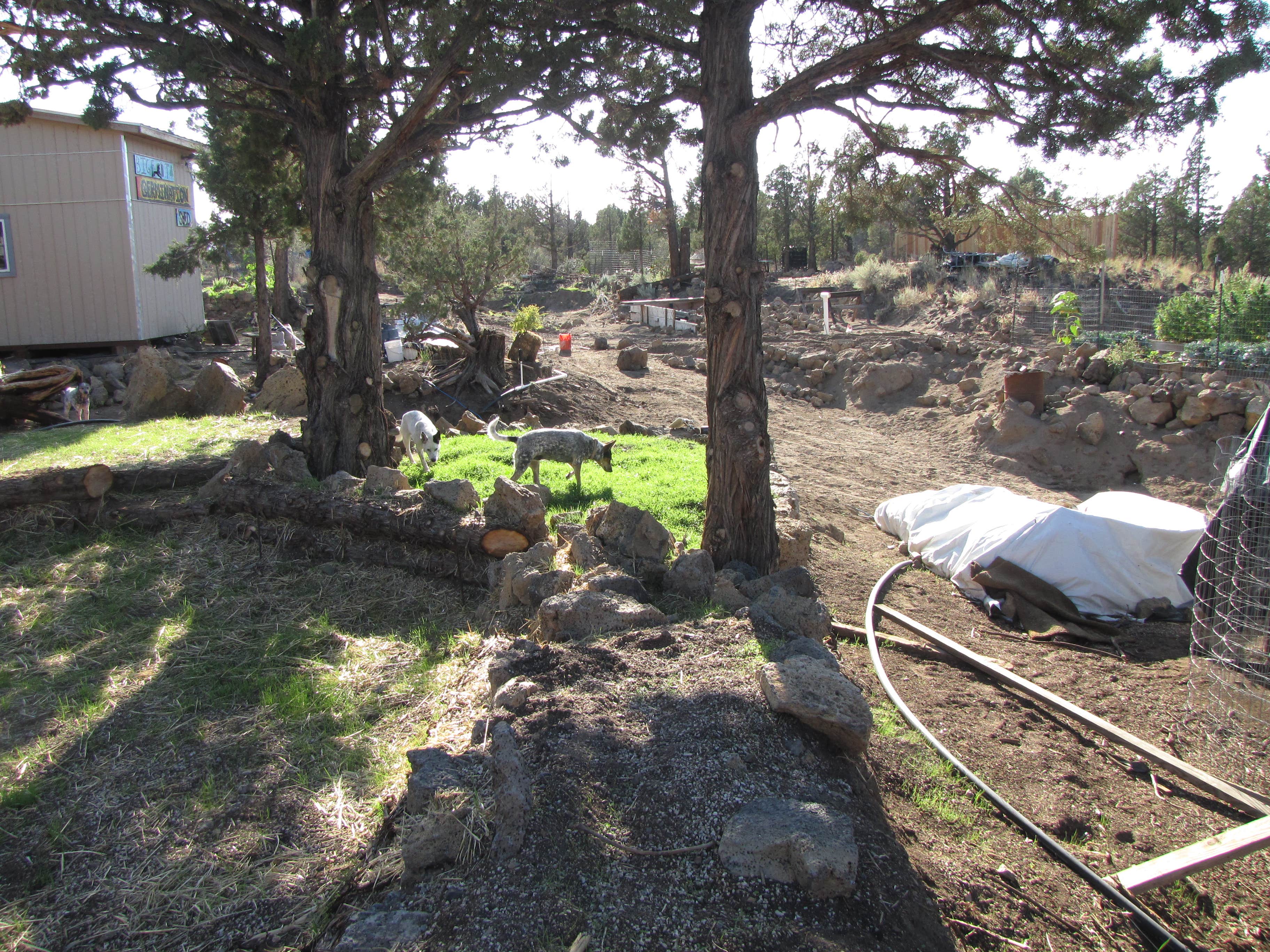 Tommie Y.'s photo of camping with pets at Muladhara Vector Camp Mount Shasta near Mount Shasta, CA