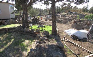 Tommie Y.'s photo of camping with pets at Muladhara Vector Camp Mount Shasta near McCloud, CA