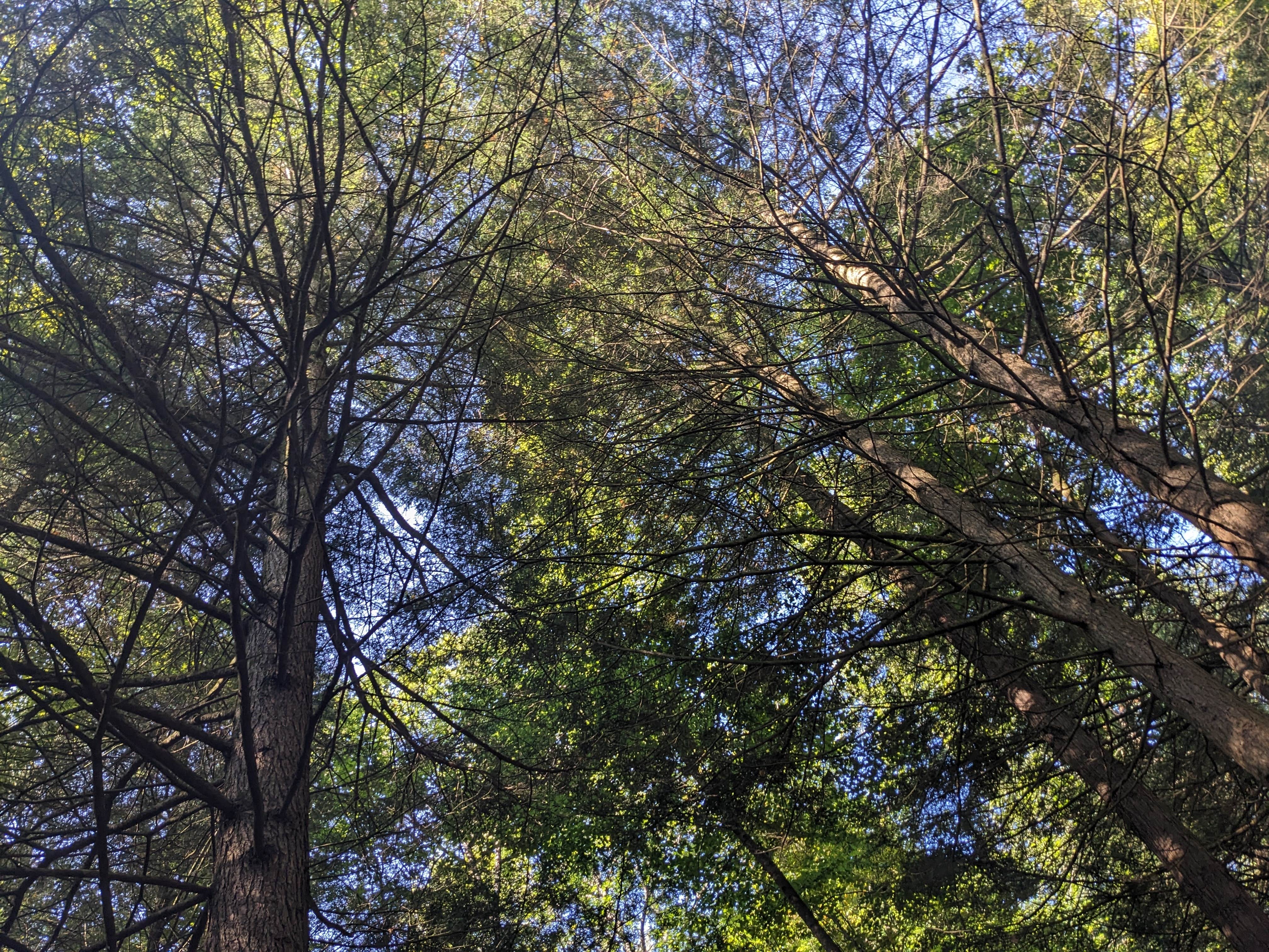 Camper-submitted photo at Harpy Hollow near Ithaca, NY