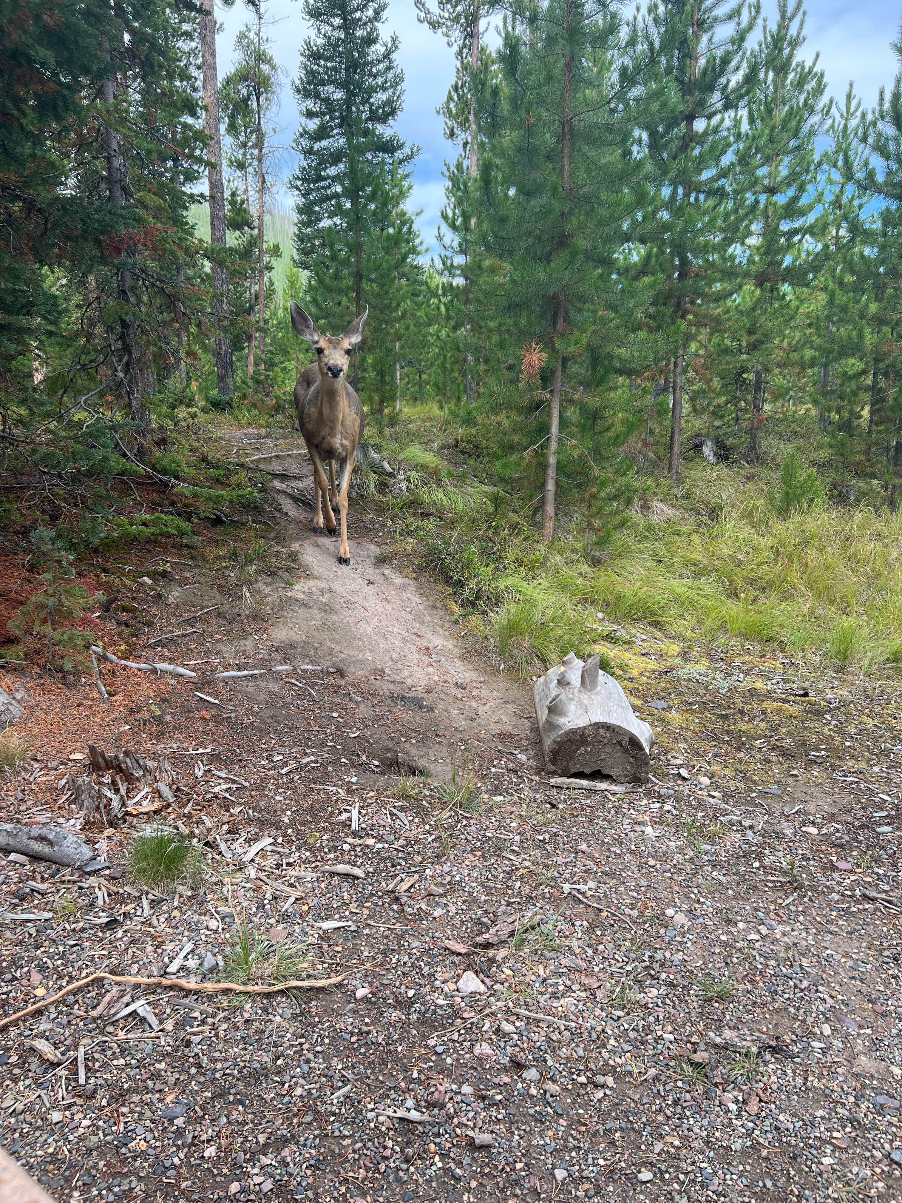 Camper-submitted photo at Copper Creek Campground near Augusta, MT