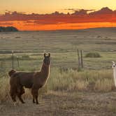 Review photo of Cloud Peak Llama and Alpaca Ranch by Thomas M., September 6, 2023