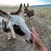 Review photo of Cloud Peak Llama and Alpaca Ranch by Thomas M., September 6, 2023