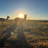 Review photo of Cloud Peak Llama and Alpaca Ranch by Thomas M., September 6, 2023