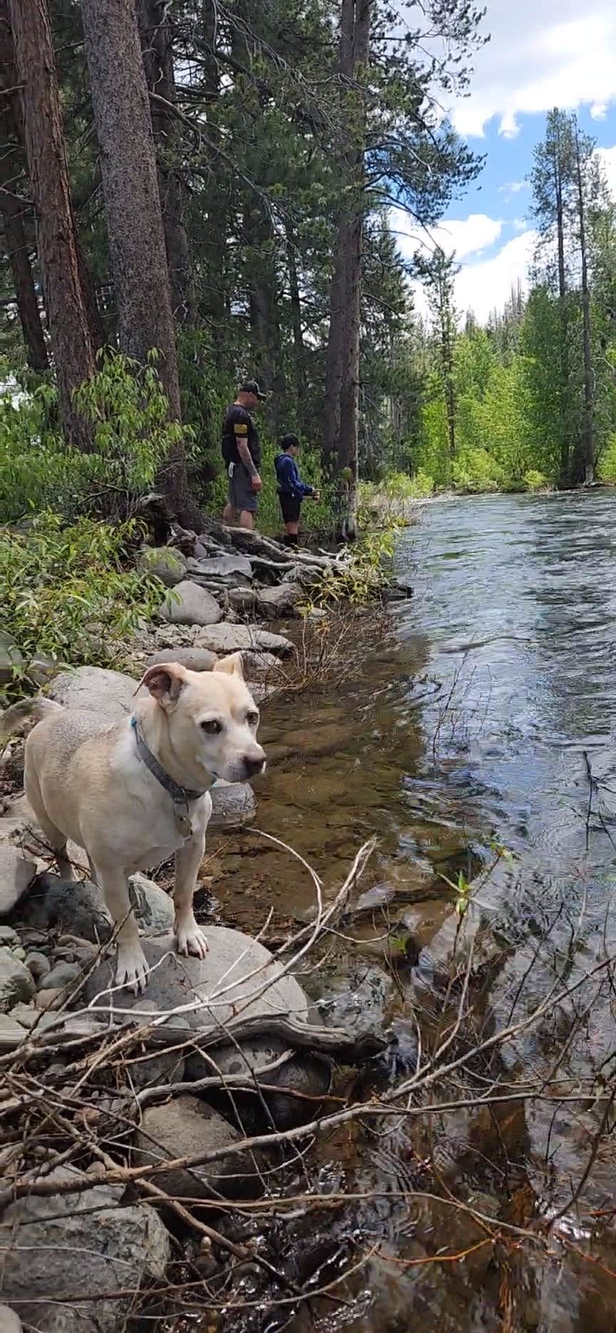 Rachel M.'s photo of camping with pets at Upper Little Truckee near Loyalton, CA