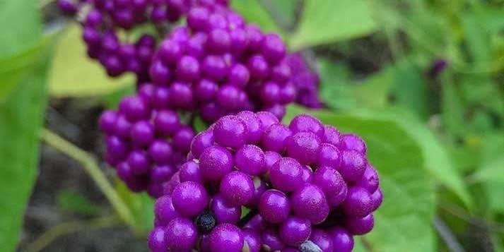 Camper submitted image from TEMPORARILY CLOSED - Bonita Campground ECLIPSE BOOKING OPEN