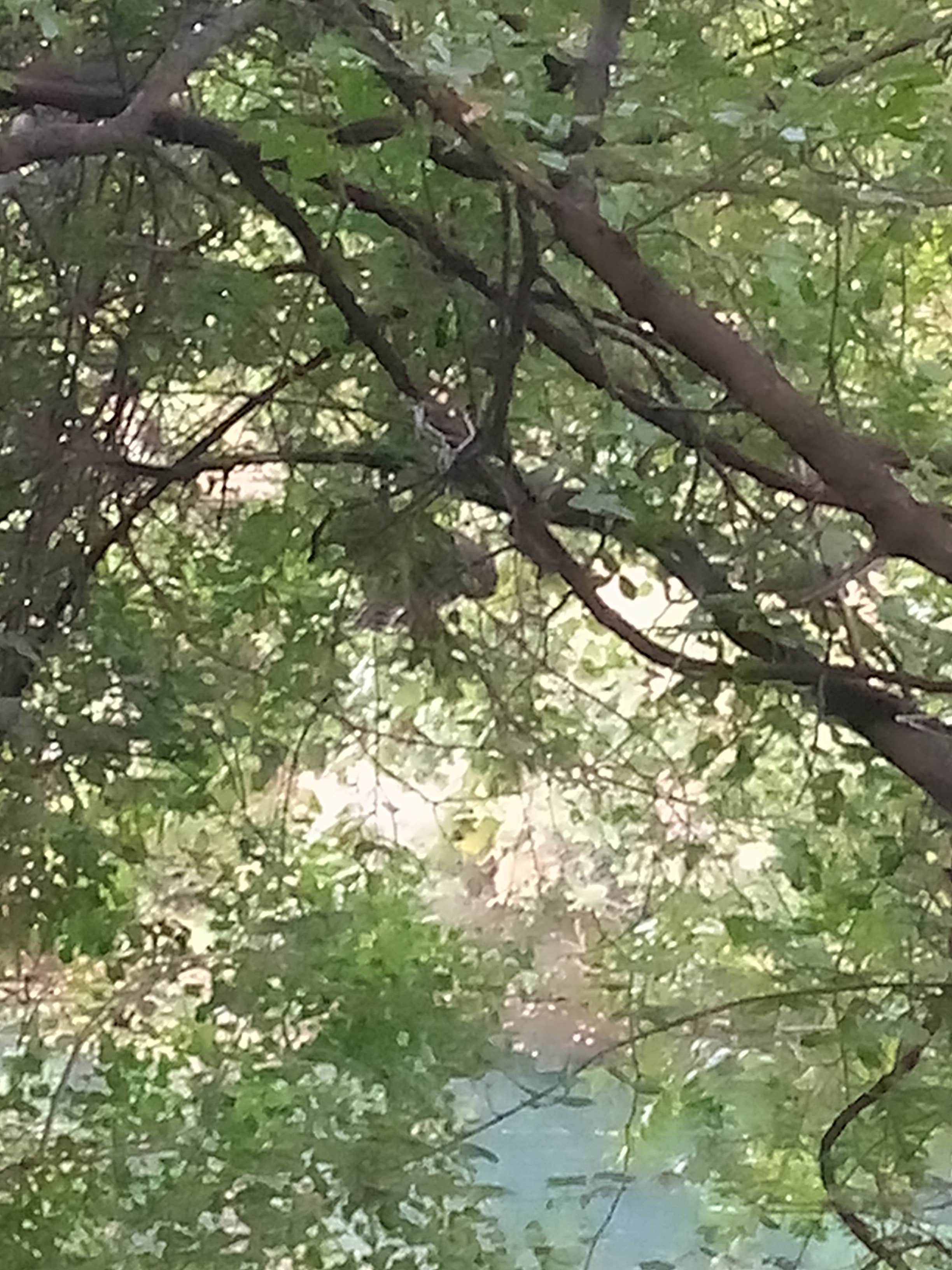 Camper-submitted photo at TEMPORARILY CLOSED - Bonita Campground ECLIPSE BOOKING OPEN near Johnson City, TX