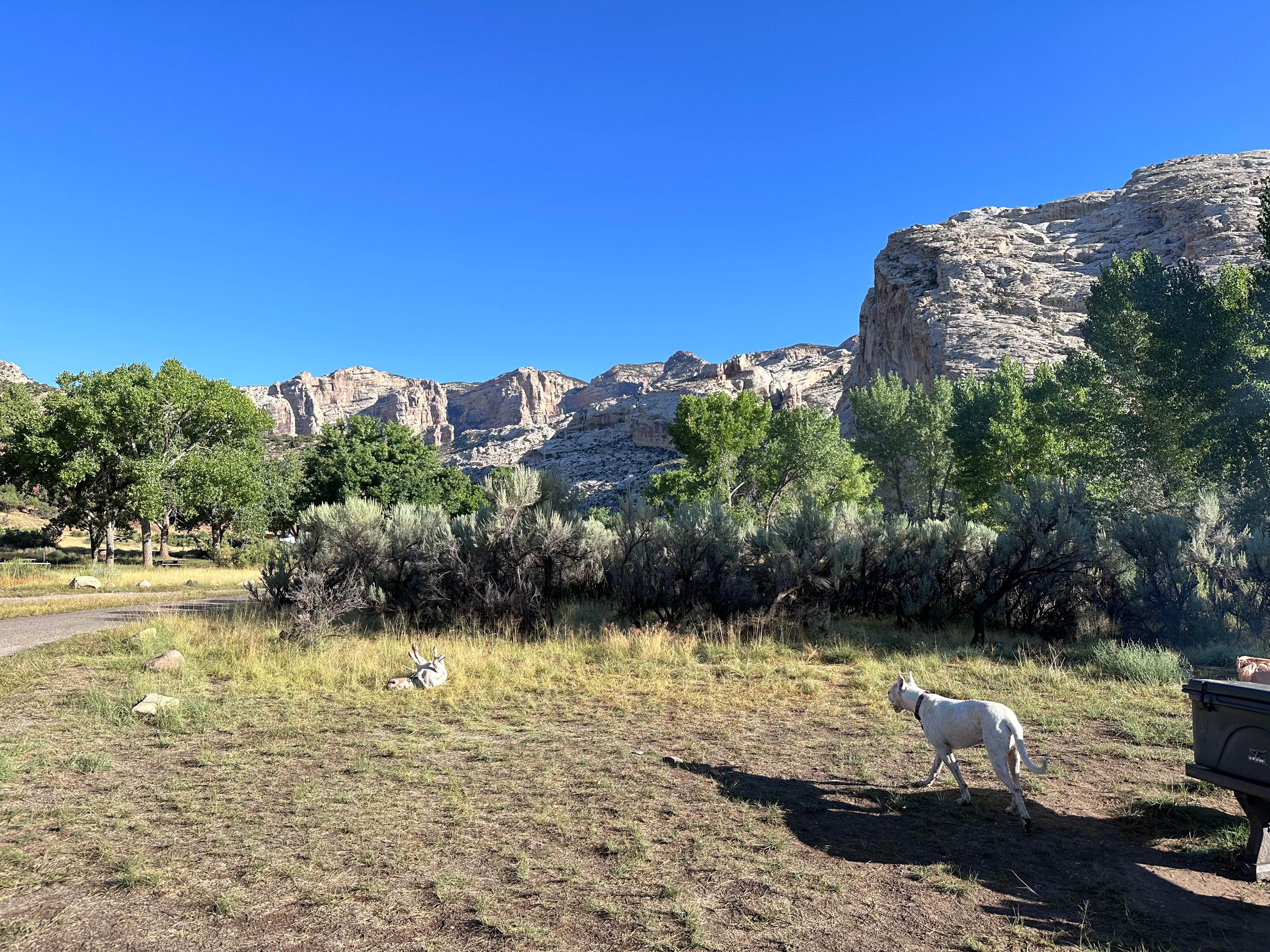 Justin B.'s photo of camping with pets at Green River Campground — Dinosaur National Monument near Roosevelt, UT