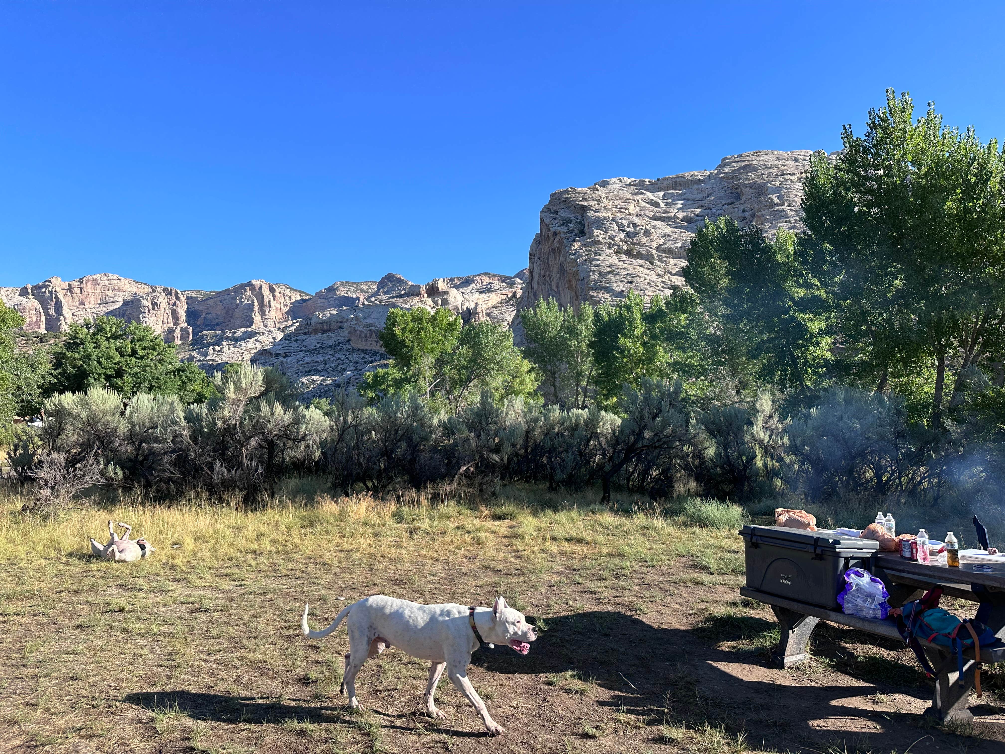 Justin B.'s photo of camping with pets at Green River Campground — Dinosaur National Monument near Dinosaur National Monument