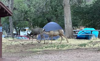 Justin B.'s photo at South Campground — Zion National Park near Zion National Park