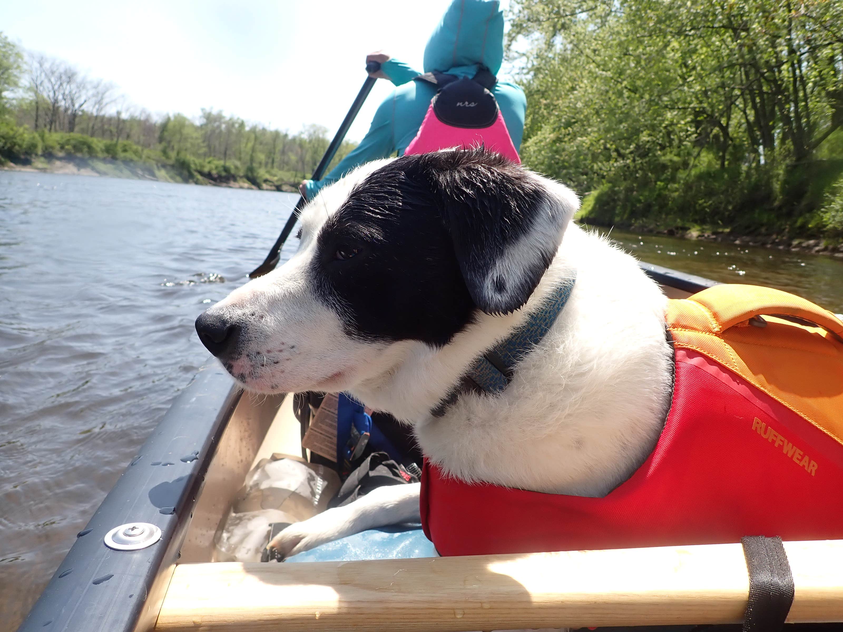 Sarah C.'s photo of camping with pets at Lyman Falls State Park Campground near Colebrook, NH