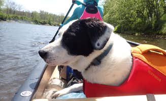 Sarah C.'s photo of camping with pets at Lyman Falls State Park Campground in Vermont
