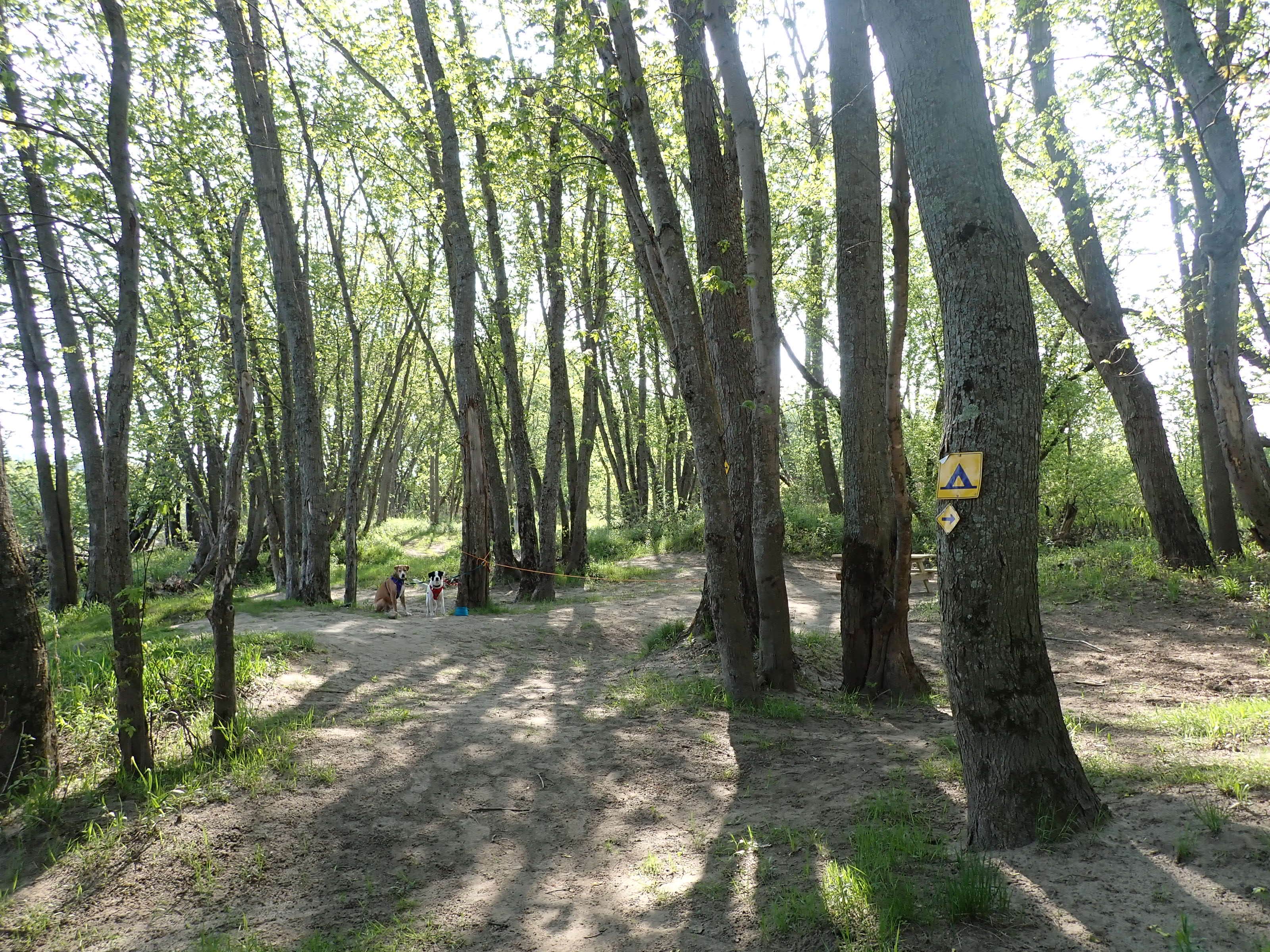 Camper submitted image from Maine Railroad Trestle - 4