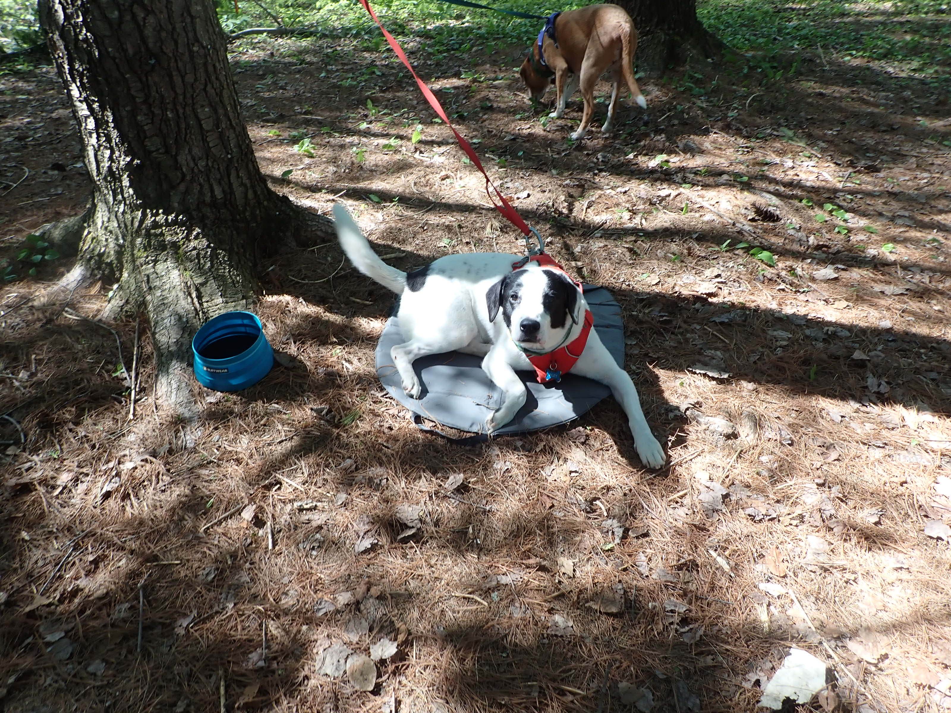 Camper-submitted photo at Scott C. Devlin Memorial near Groveton, NH