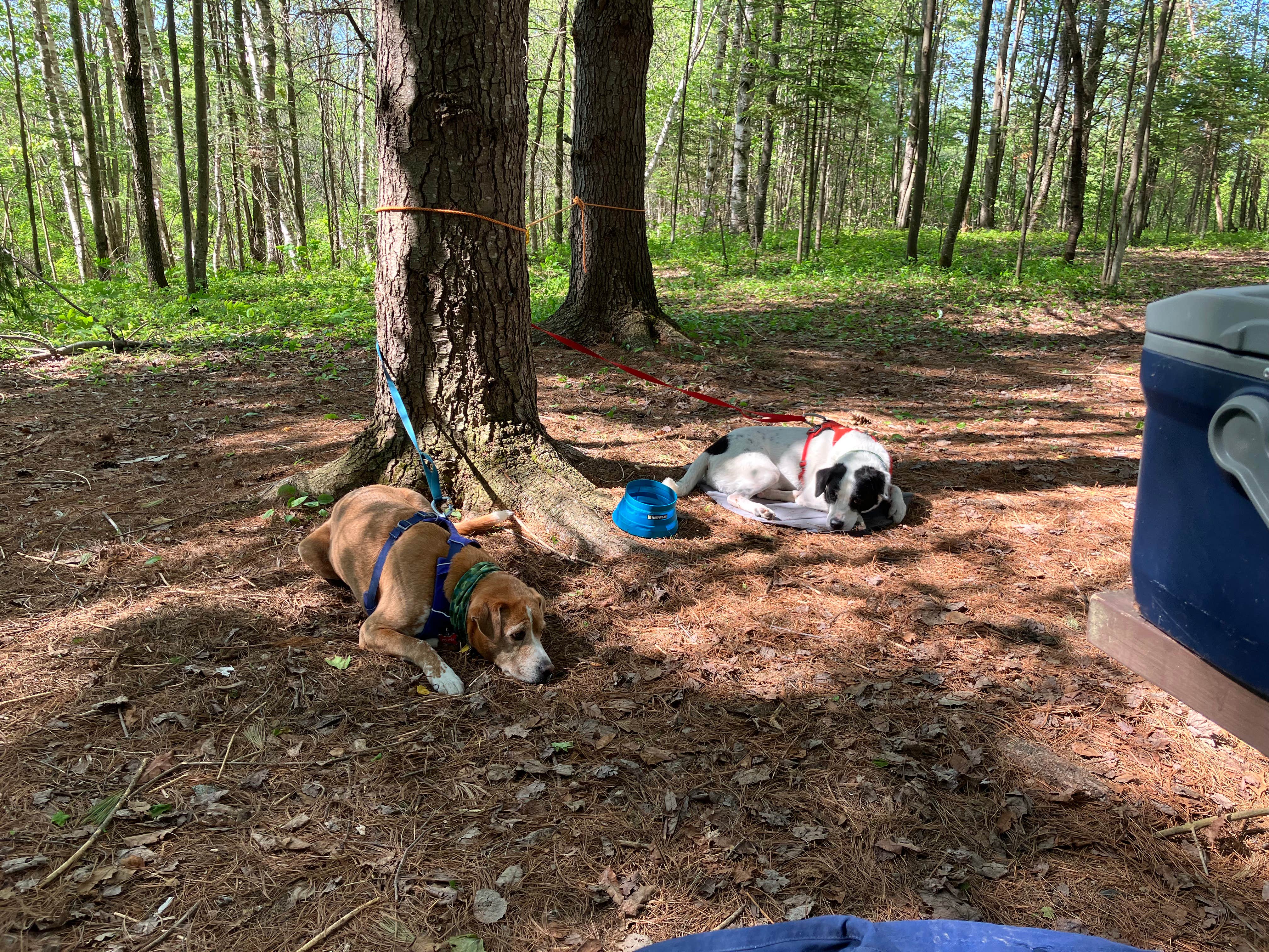 Camper-submitted photo at Scott C. Devlin Memorial near Clarksville, NH