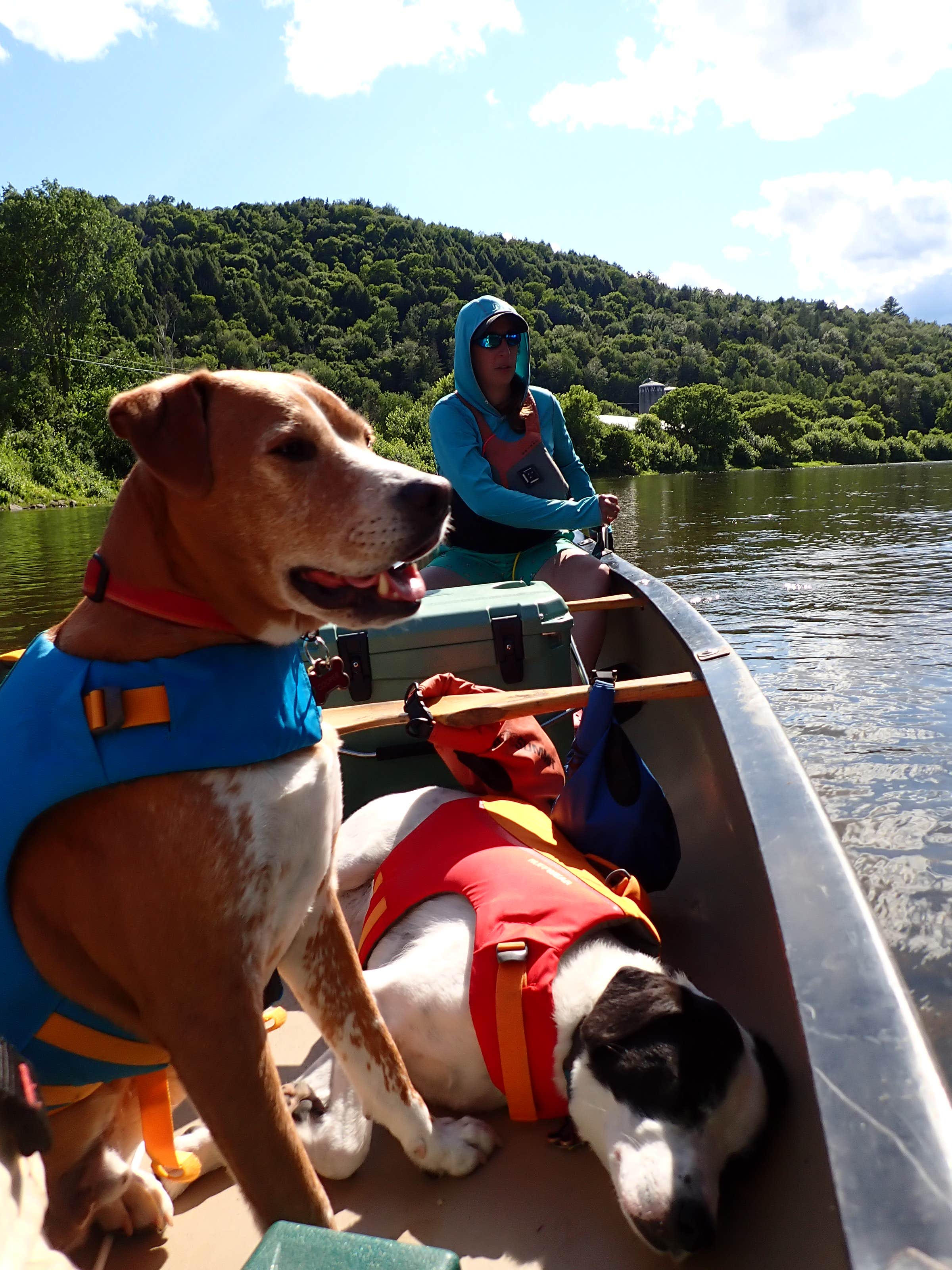 Sarah C.'s photo of camping with pets at Maidstone State Park — Maidstone State Forest near Colebrook, NH