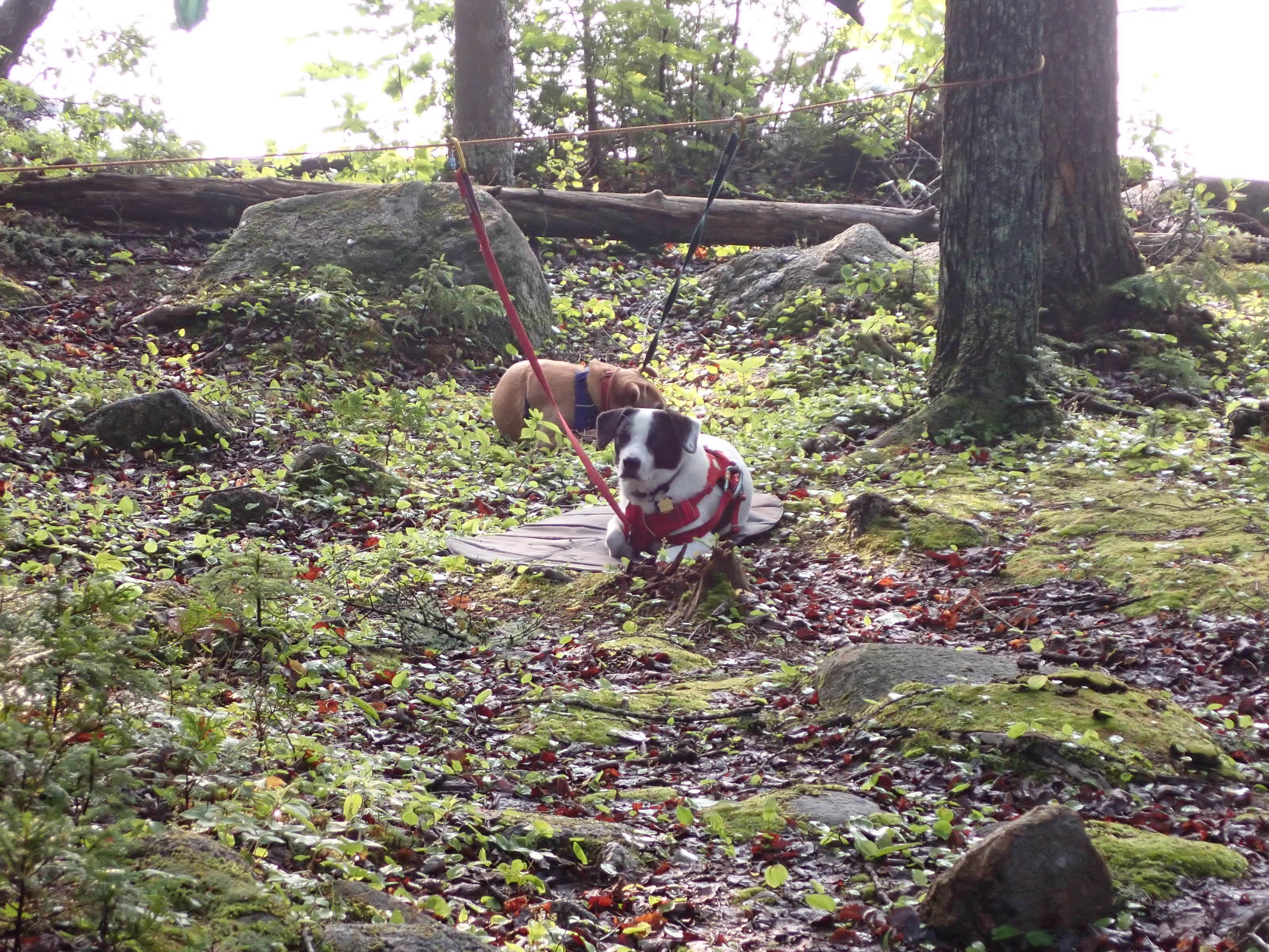 Camping near Stealth Site: Eagle Cove, Oquossoc, Maine