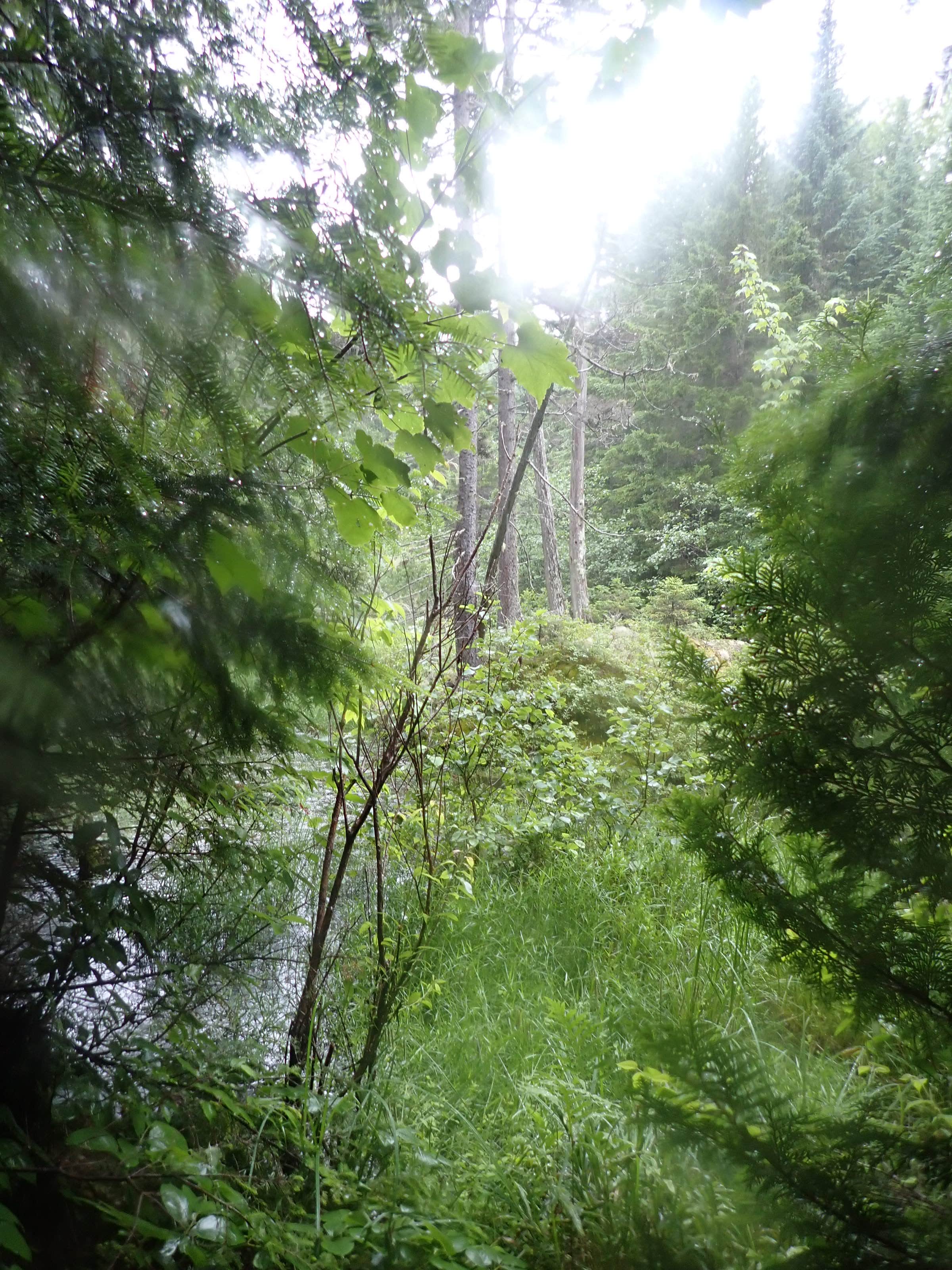 Camping near Stealth Site: Raven, Oquossoc, Maine
