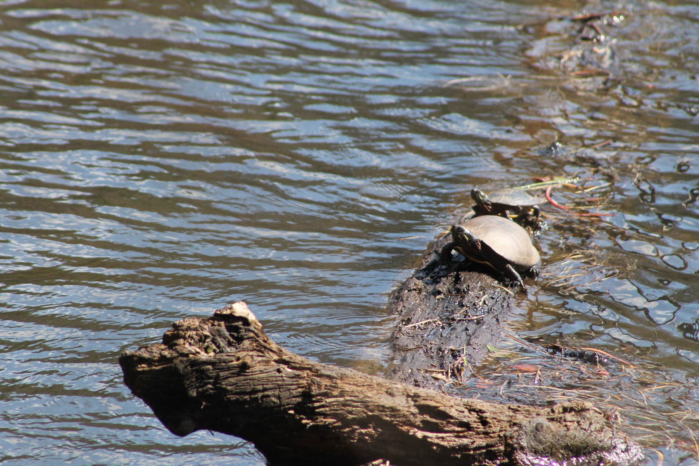 Camper-submitted photo at Calvert Cliffs State Park Youth Group Camping near Dowell, MD
