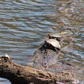 Review photo of Calvert Cliffs State Park Youth Group Camping by Anthony S., October 30, 2018