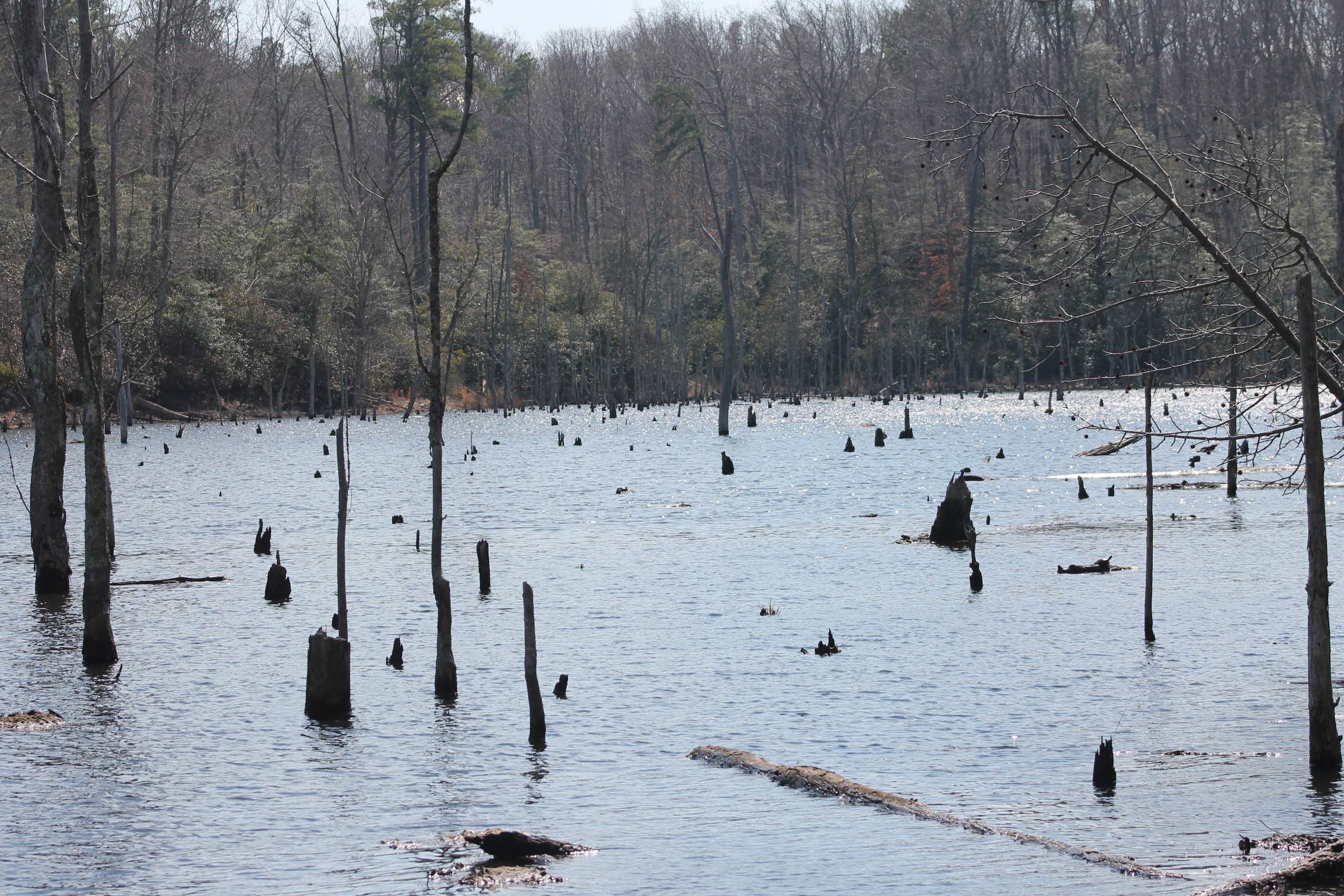 Camper-submitted photo at Calvert Cliffs State Park Youth Group Camping near Dowell, MD