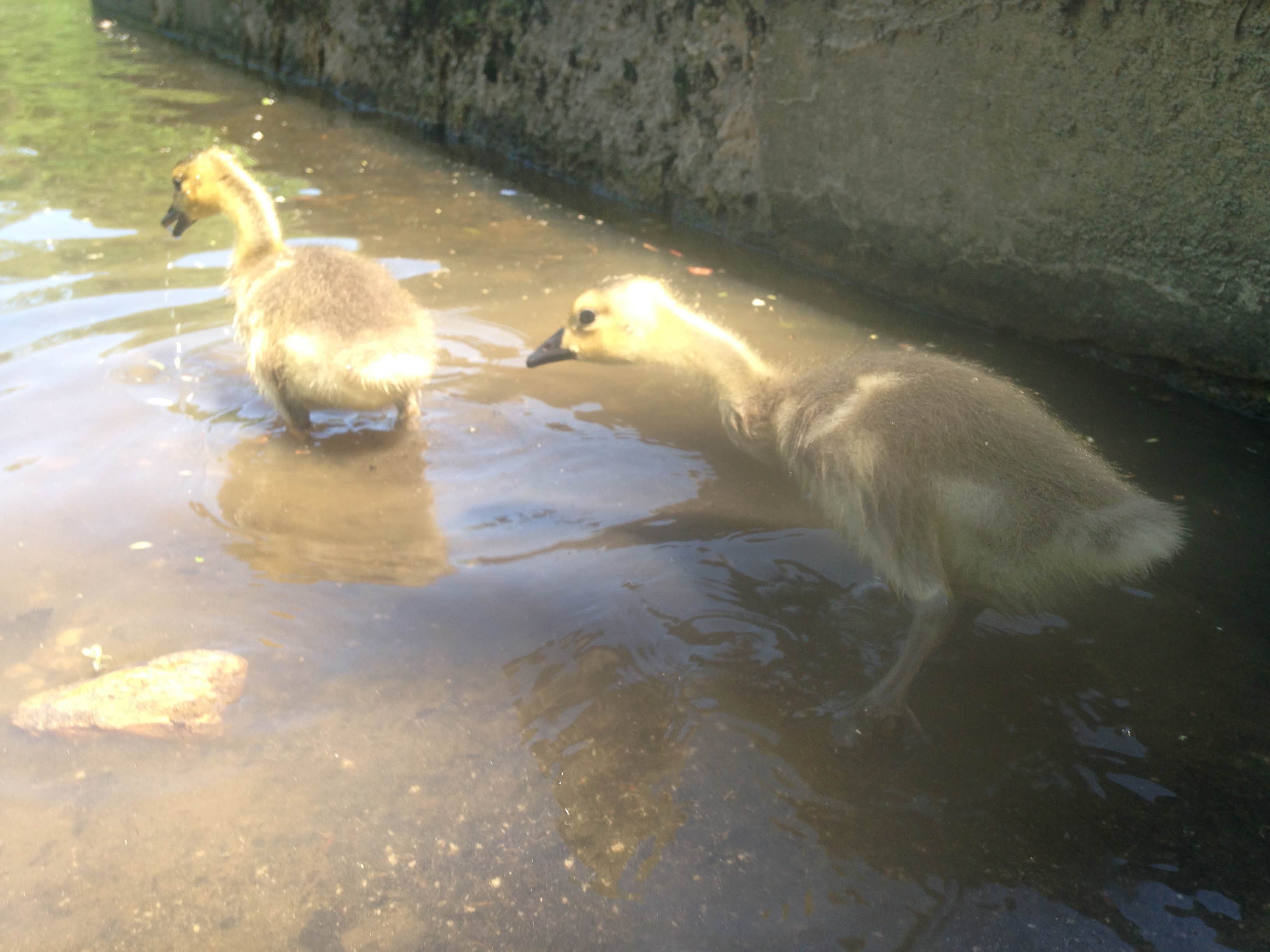 Anthony S.'s photo of camping with pets at Patapsco Valley State Park-Hilton Area near Washington, DC